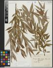 Foto von Salix alba L. x Salix fragilis L.